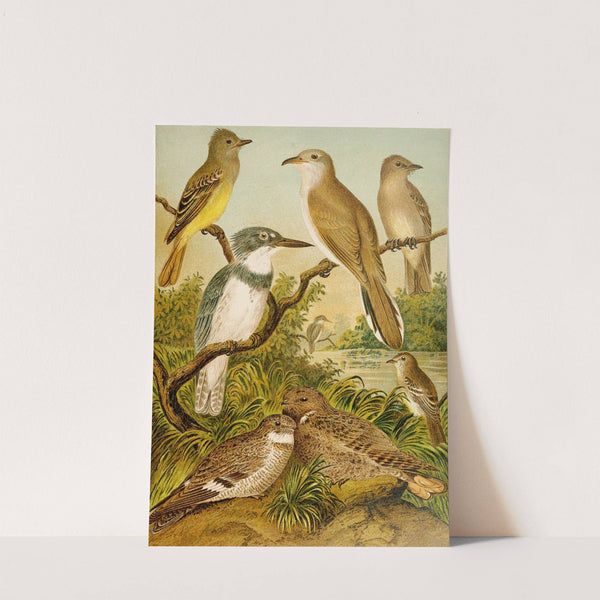 Die Nordamerikanische Vogelwelt pl34 by Christian Anton Goering