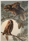Die Pflanze in Kunst und Gewerbe Pl.058