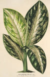 Dieffenbachia Wallisi