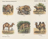 Dieren-galerij (1875-1919)