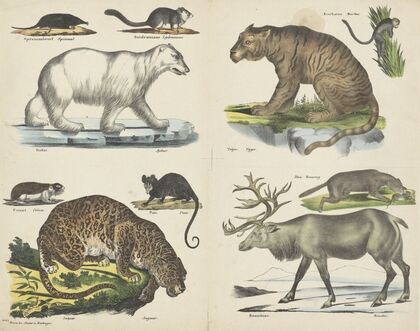 Dieren (1829-1880)