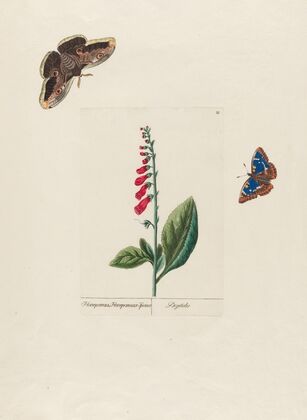 Digitalis (1797–1810)