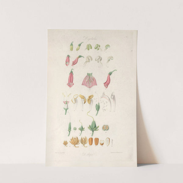 Digitalium monographia Pl.01 by John Lindley