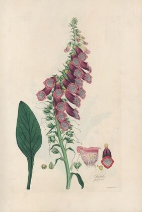 Digitalium monographia Pl.02