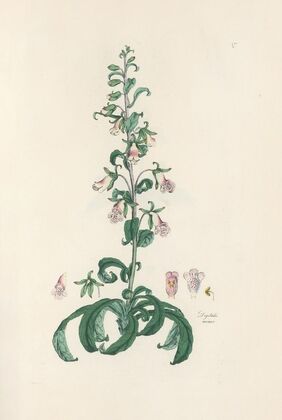 Digitalium monographia Pl.05