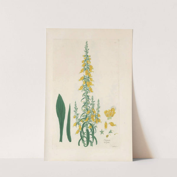 Digitalium monographia Pl.10 by John Lindley