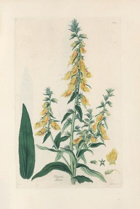 Digitalium monographia Pl.11