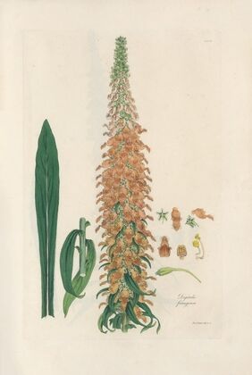 Digitalium monographia Pl.12