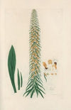 Digitalium monographia Pl.14