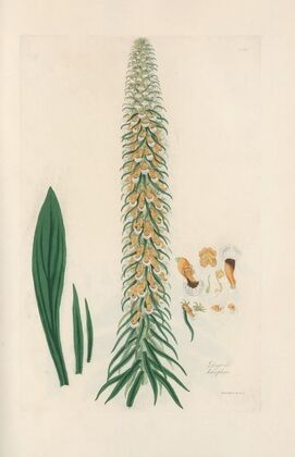 Digitalium monographia Pl.14