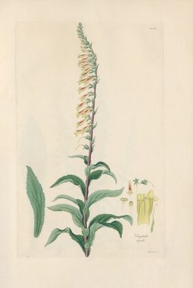 Digitalium monographia Pl.19