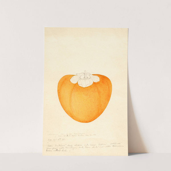 Diospyros: Among by William Henry Prestele