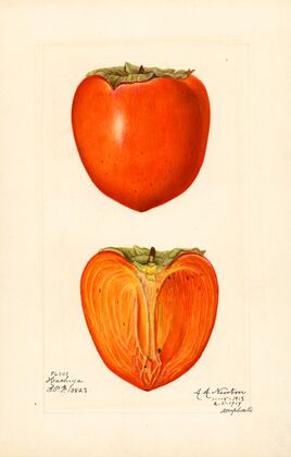 Diospyros: Hachiya