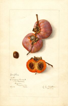 Diospyros: Josephine