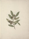 Diospyros mespiliformis A. DC. (African Ebony)