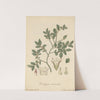 Diospyros vaccinioides by William Jackson Hooker