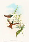 Diphogena aurora (Gould’s Rainbow)