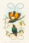 Diphyllodes chrysoptera (Magnificent Bird of Paradise)
