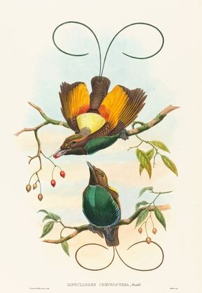 Diphyllodes chrysoptera (Magnificent Bird of Paradise)