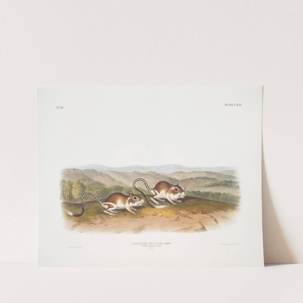 Dipodomys Phillipsii, Pouched Jerboa Mouse. Males. Natural size. (1845-1848) by John Woodhouse Audubon