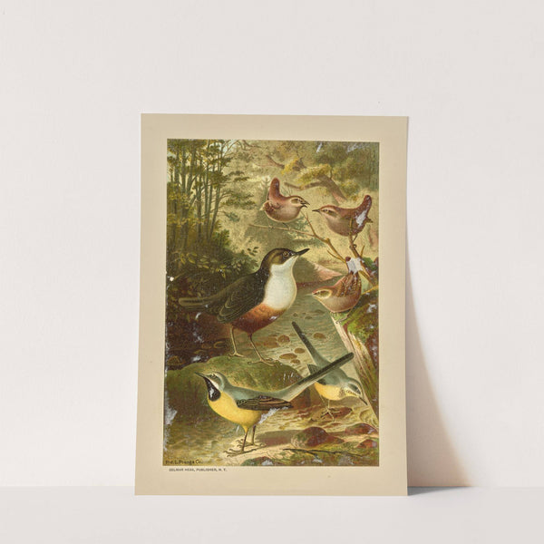 Dipper, Wagtails, and Wrens. by Louis Prang
