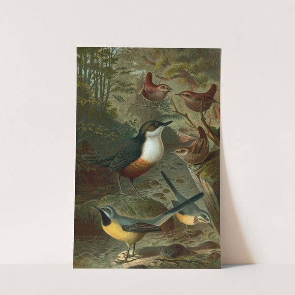Dipper, Wagtails and Wrens. by John George Wood
