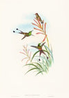 Discura longicauda (Racket-Tail)
