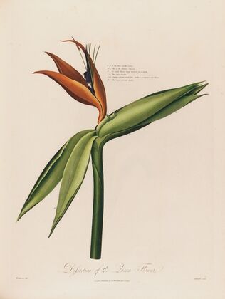 Dissection of the Queen Flower (1799–1810)