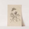 Dissertatio de generatione et metamorphosibus insectorum surinamensium Pl.17 (1726) by Maria Sibylla Merian