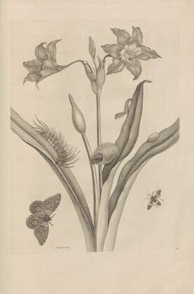 Dissertatio de generatione et metamorphosibus insectorum surinamensium Pl.22