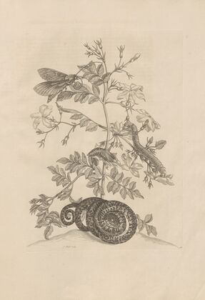 Dissertatio de generatione et metamorphosibus insectorum surinamensium Pl.46