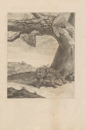 Dissertatio de generatione et metamorphosibus insectorum surinamensium Pl.66