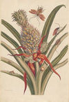Dissertation sur la generation et les transformations des insectes de Surinam Pl.64