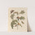 Dissertation sur la generation et les transformations des insectes de Surinam Pl.67 (1705) by Maria Sibylla Merian