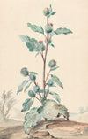 Distel