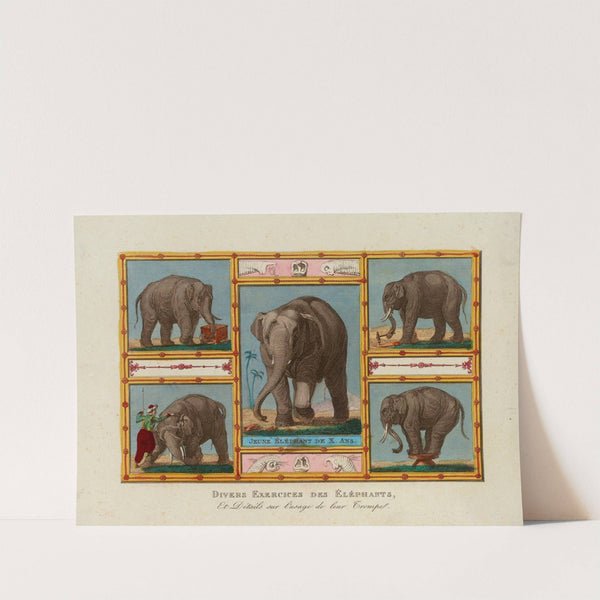 Divers Exercices des Eléphants by Jean Démosthène Dugourc