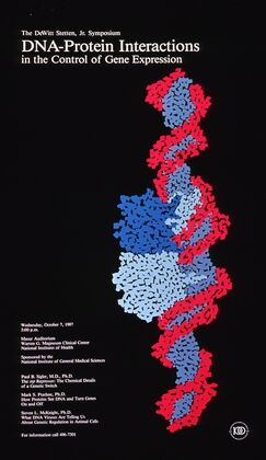 DNA-protein interactions in the control of gene expression