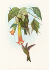Docimastes ensiferus (Sword-billed Hummingbird)