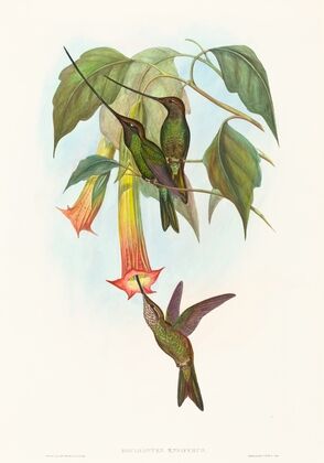 Docimastes ensiferus (Sword-billed Hummingbird)