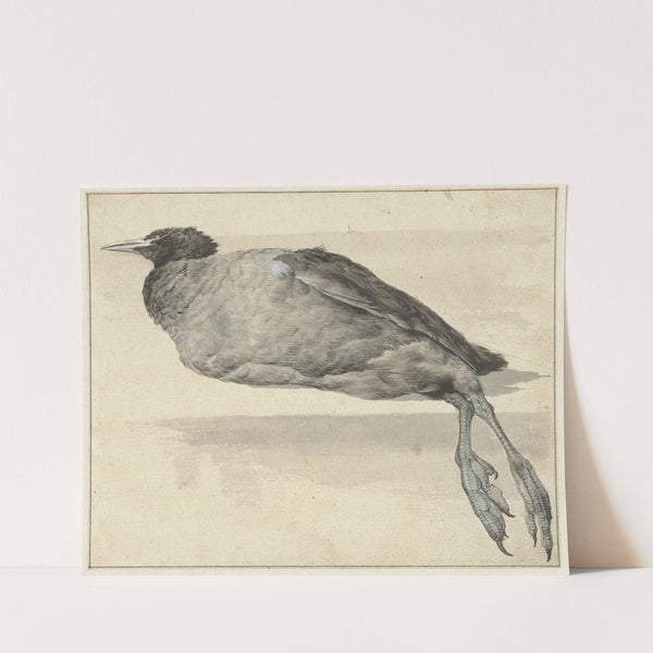 Dode meerkoet (1649 - 1709) by Rochus van Veen