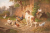 Dog among chicken