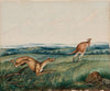 Dog chasing a kangaroo (1872)