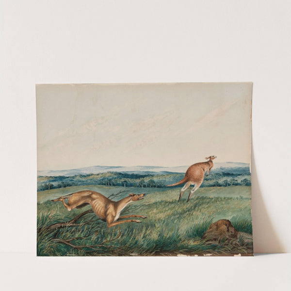 Dog chasing a kangaroo (1872) by Adam Gustavus Ball