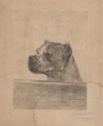 Dog Head