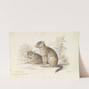 Dog of the North American Indians (1837) by Charles Hamilton Smith