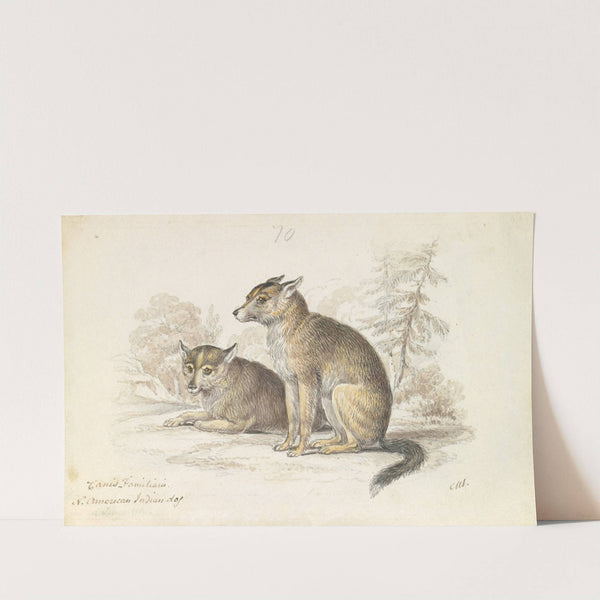 Dog of the North American Indians (1837) by Charles Hamilton Smith