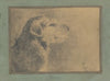 Dog Tirán