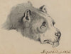 Dog’s head