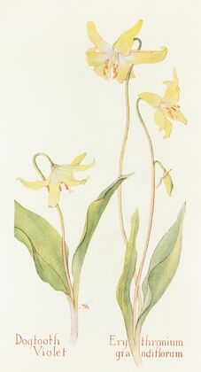 Dogtooth Violet