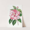 Donckelaer&#039;s Japan Camellia by Sydenham Edwards
